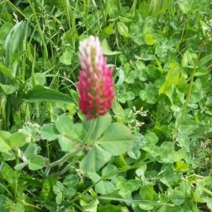 Trifolium incarnatum subsp. molineri