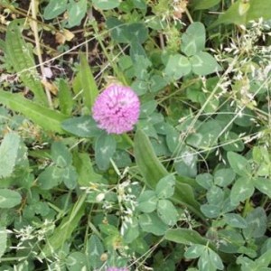 Trifolium pratense