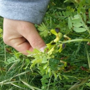 Vicia melanops 2