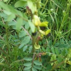 Vicia melanops