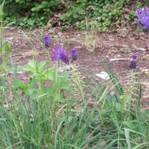 Leopoldia comosa  o Cipollaccio col fiocco