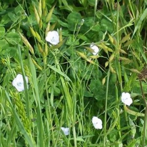 LINUM BIENNE (Lino selvatico)