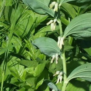 Polygonatum multiflorum o Sigillo di Salomone particolare