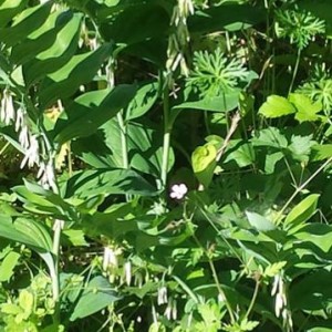 Polygonatum multiflorum o Sigillo di Salomone