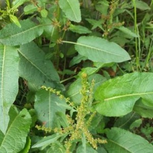 Rumex conglomeratus 2