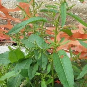 Rumex conglomeratus