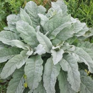 Verbascum thapsus