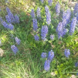 Ajuga reptans (Bugola)