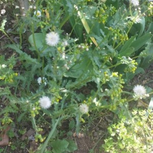 crepis capillaris