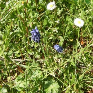 Muscari e pratoline