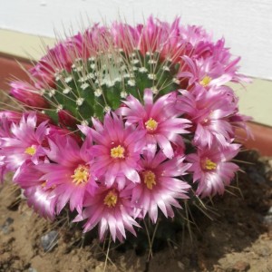 mammillaria spinosissima