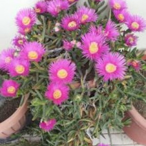 carpobrotus chilensis