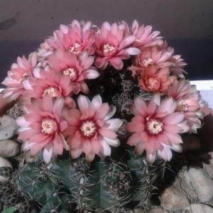 gymnocalycium baldianum2