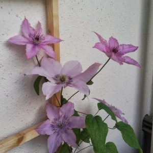 Clematis Hagley Hybrid