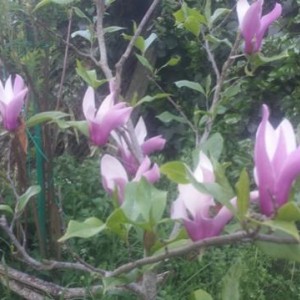 Magnolia liliflora nigra