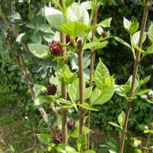 Calcanthus floridus