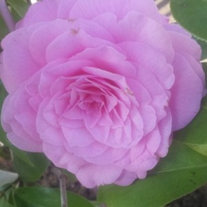 Camelia Betty Ridley