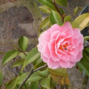 Camelia Fragrant joy