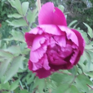 Peonia Kansas