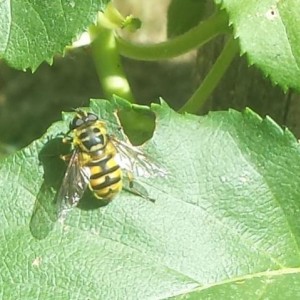 Myathropa florea