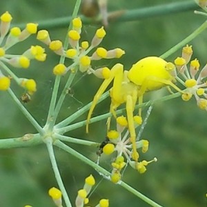 Misumena vatia gialla