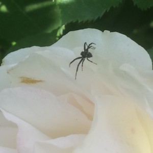 Ragnetto da identificare
(Salticidae 5-8 mm?)