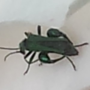 Oedemera nobilis
(Id. Il Conte verde)