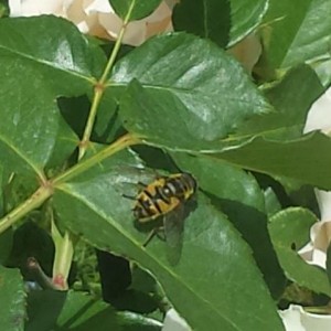 Myathropa florea mosca Syrphidae