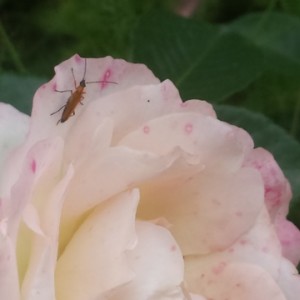 Oedemera podagrariae
(Id. il Conte verde)