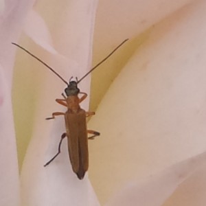 Oedemera podagrariae
(Id. il Conte verde)