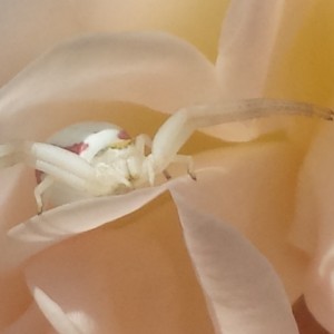 Misumena vatia