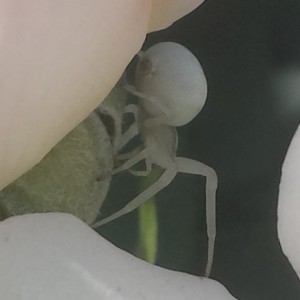 Misumena vatia
In palestra?