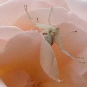 Misumena vatia in attesa dell'ammazzacaffè!