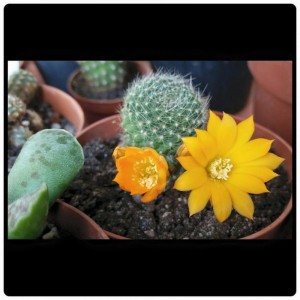 Rebutia