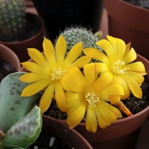 Rebutia