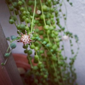 Senecio rowleyanus