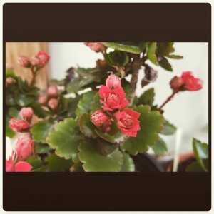 Kalanchoe blossfeldiana