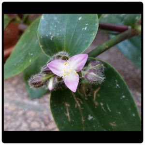 Tradescantia