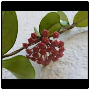 Hoya carnosa