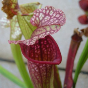 Sarracenia "hybrid red"
(10/10/09)