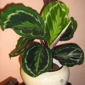piante livia 004