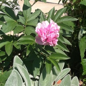 Le peonie