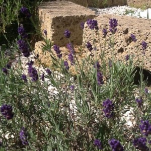 La lavanda