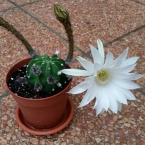 Echinopsis subdenudata