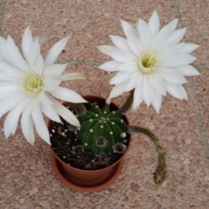 Echinopsis subdenudata