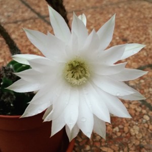 Echinopsis subdenudata