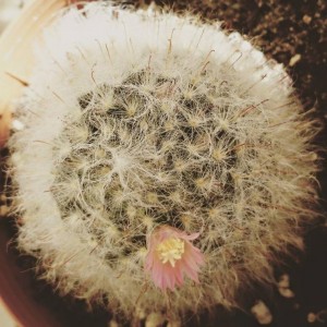 Mammillaria bocasana