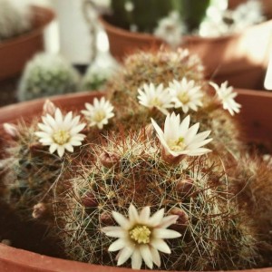 Mammillaria