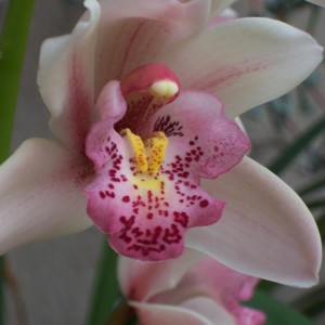 Cymbidium (9).jpg