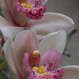 Cymbidium (18)